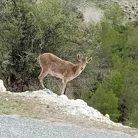 Casa Montana Velez-malaga Bed & Breakfast